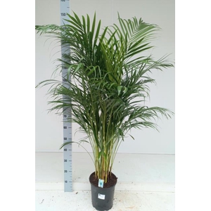 Areca lutescens 24Ø 140cm 20pp