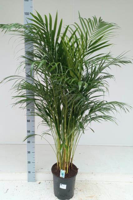 Areca lutescens 24Ø 140cm 20pp