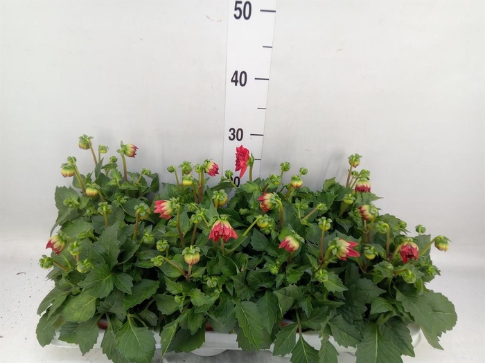 <h4>Dahlia  'Dahlietta Anna'</h4>