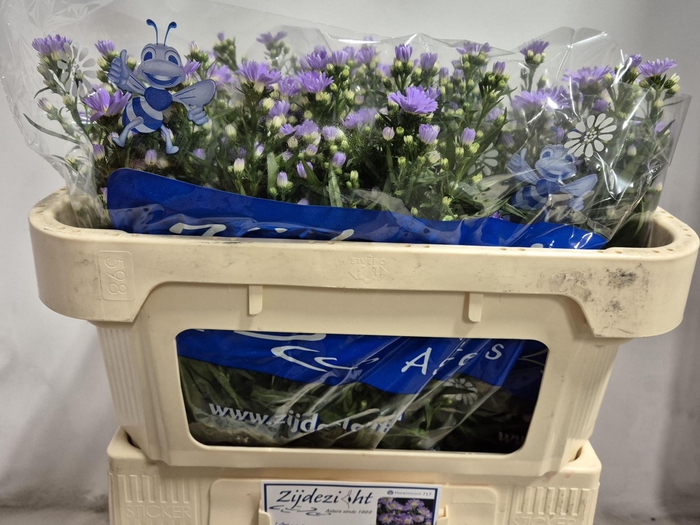 Aster Cassandra