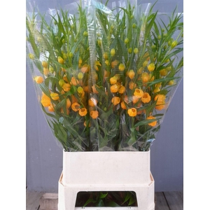 Sandersonia Royal Highness