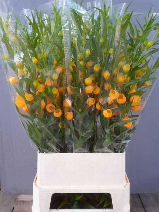 <h4>Sandersonia Royal Highness</h4>