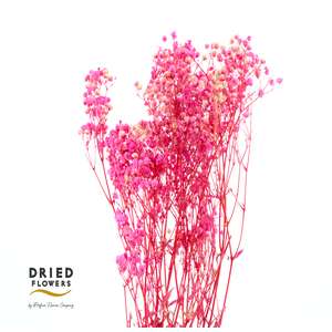 Dried Bleached Gypso Xlence Pink