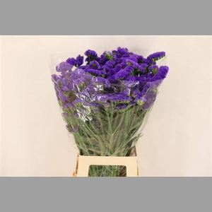 Lim S Marina Violet Extra