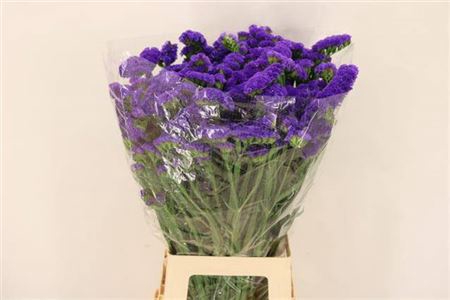 <h4>Lim S Marina Violet Extra</h4>