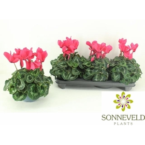 CYCL GR SUP LEOPARDO