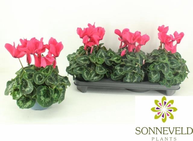 <h4>CYCL GR SUP LEOPARDO</h4>