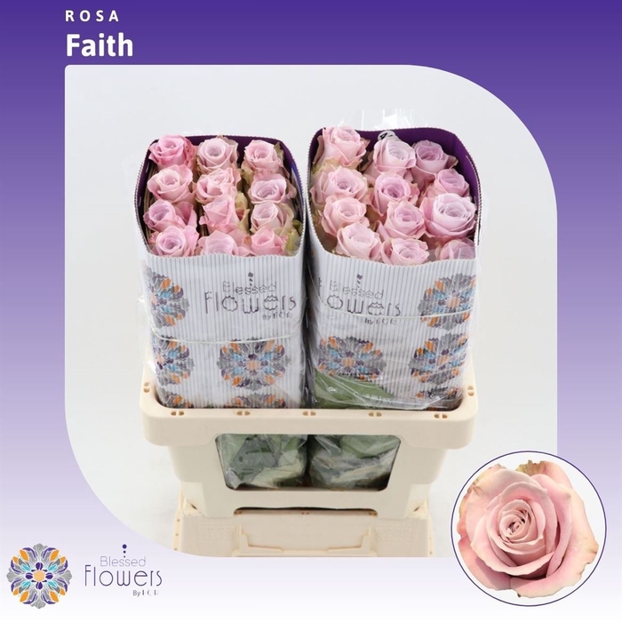 <h4>Rosa gr Faith</h4>