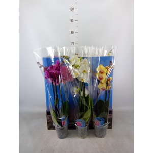 Phalaenopsis   ...mix  7