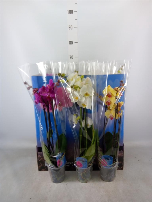 <h4>Phalaenopsis   ...mix  7</h4>