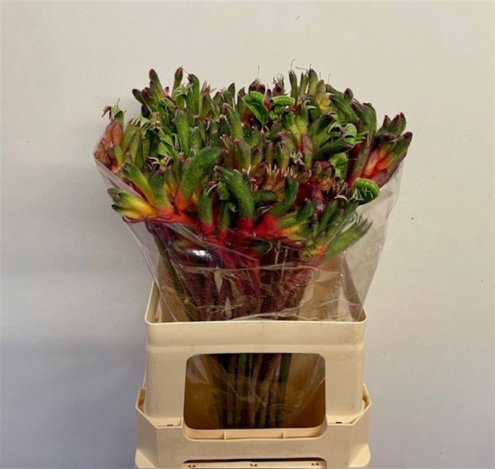 <h4>ANIGOZ ROYAL CHEER</h4>