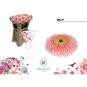 GERBERA MIB 'GERPONI BELFI'