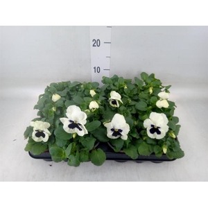 Viola wr. 'Colossus White wBlotch'