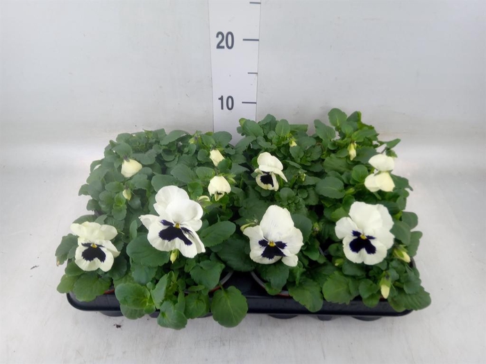 <h4>Viola wr. 'Colossus White wBlotch'</h4>