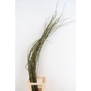ROSA SCHEUTEN 150CM