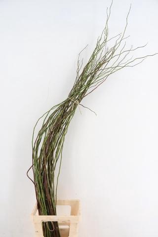 <h4>ROSA SCHEUTEN 150CM</h4>