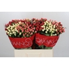 Hypericum Rainbow Romance