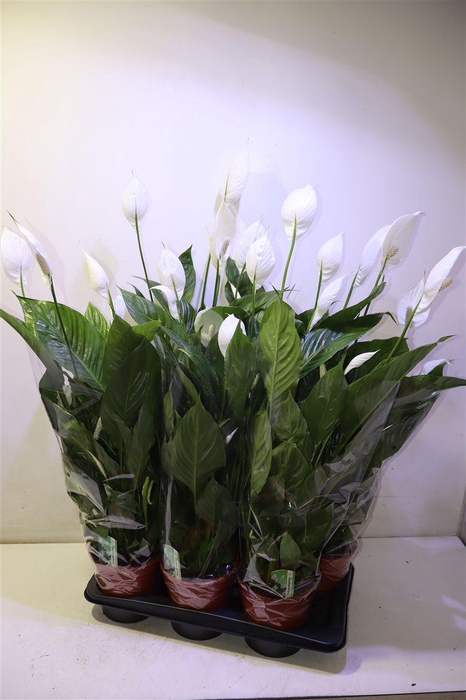 <h4>Spath Verdi</h4>