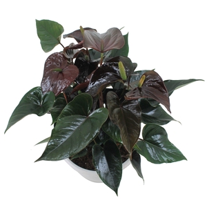 Anthurium XL.20 Paris Black 23cm schaal