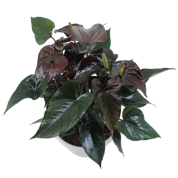 <h4>Anthurium XL.20 Paris Black 23cm schaal</h4>