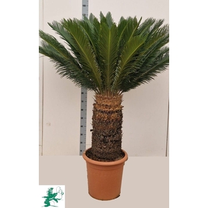 CYCAS REVOLUTA