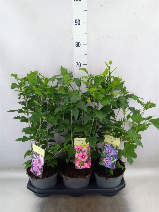 <h4>Hibiscus syriacus</h4>
