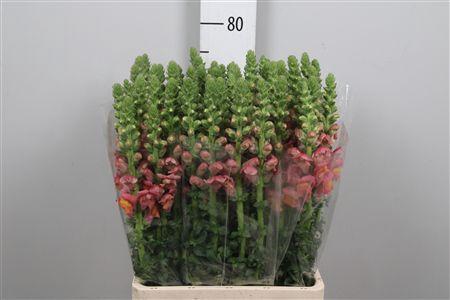 <h4>Antir Poto D Orange</h4>