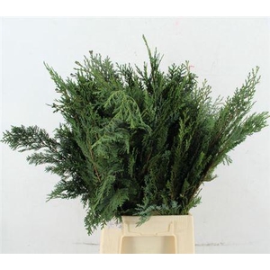 Coniferen Snijgroen Blauw