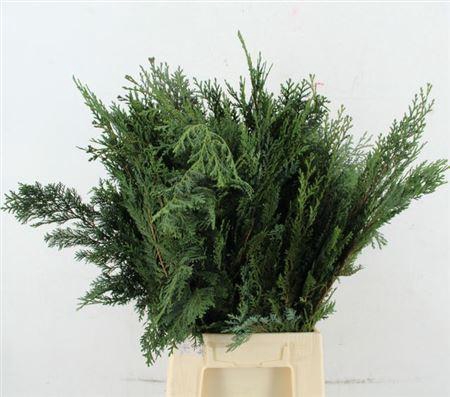 <h4>Coniferen Snijgroen Blauw</h4>