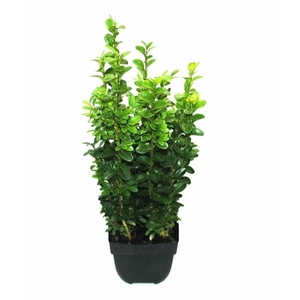 Buxus sempervirens P13