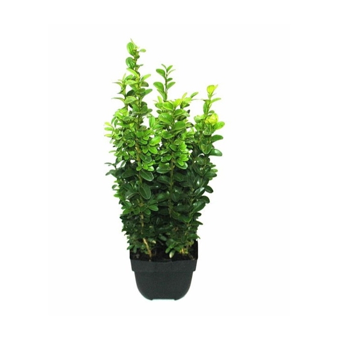 <h4>Buxus sempervirens P13</h4>