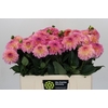 Dahlia Esli