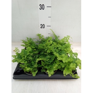 Adiantum raddi. 'Fritz-Luthi'