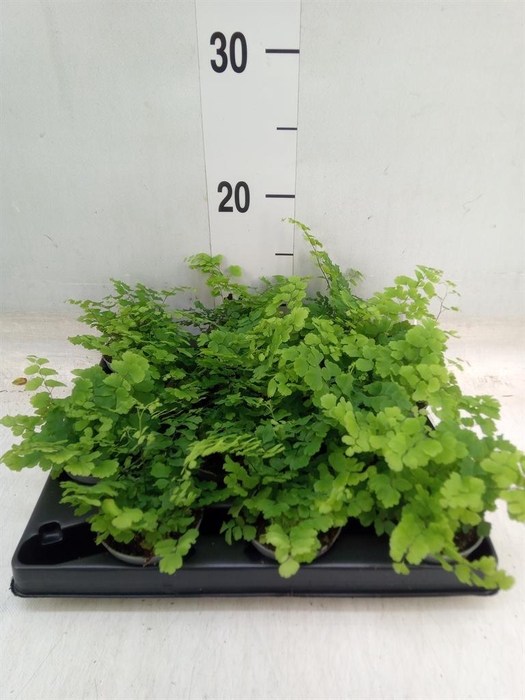 <h4>Adiantum raddi. 'Fritz-Luthi'</h4>