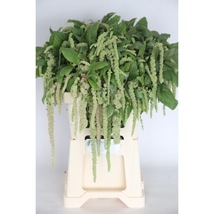 AMAR CA GREEN CORD
