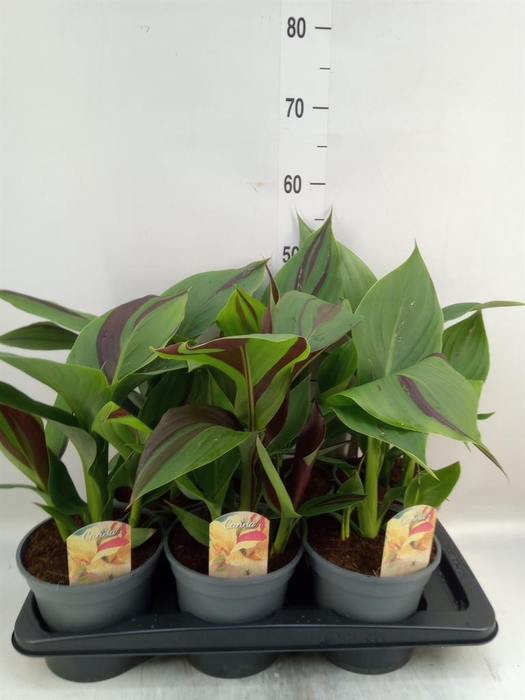 <h4>Canna  'Cleopatra'</h4>