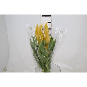 CELOSIA PLUMOSA CENTURY YELLOW 070 CM