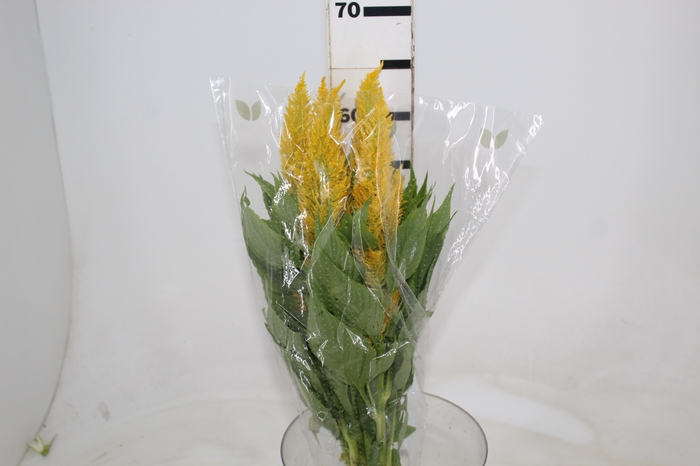<h4>CELOSIA PLUMOSA CENTURY YELLOW 070 CM</h4>