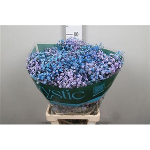 Gyps Rb Winter Frost Blossom