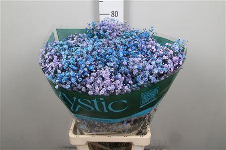 <h4>Gyps Rb Winter Frost Blossom</h4>