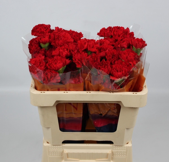 <h4>DI ST GRAND SLAM</h4>