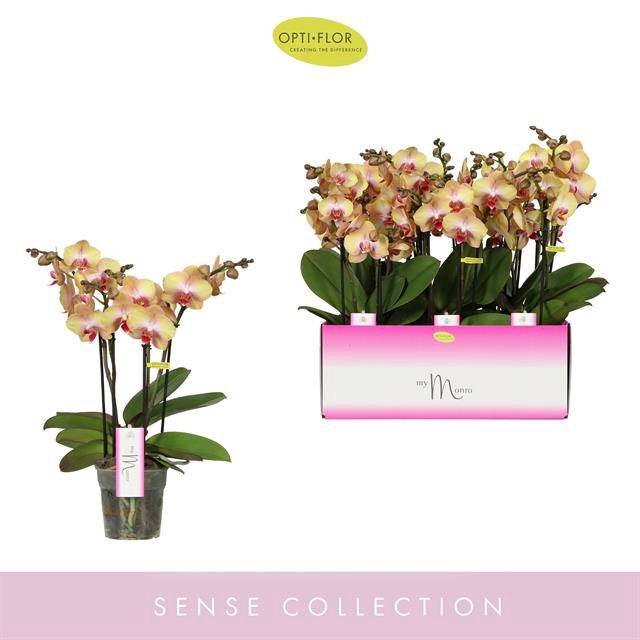 <h4>PHAL OPTI MYMONRO GLAMOUR 4 SPIKE</h4>