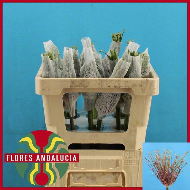 <h4>ALLIUM SCHUBERTII</h4>