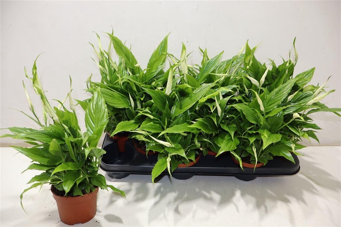 <h4>Spath Chopin</h4>