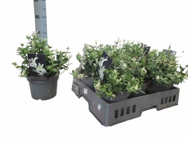 <h4>EUONYMUS FO HARLEQUI</h4>