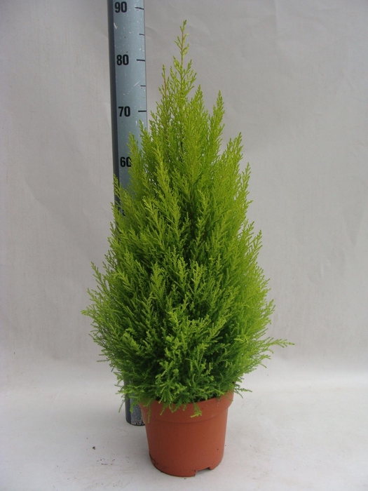 arr8 Cupr Ma Goldc Wilma