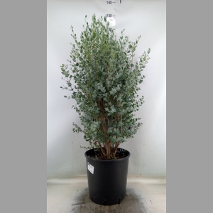 Eucalyptus gunnii