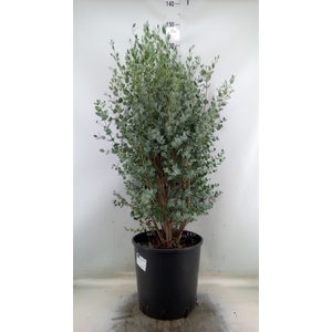 Eucalyptus gunnii