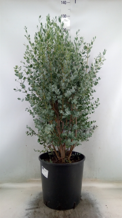 <h4>Eucalyptus gunnii</h4>