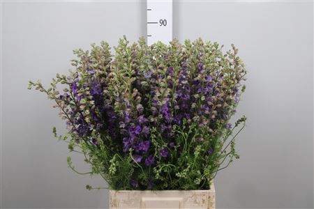 <h4>Cons R Q Violet/lilac</h4>
